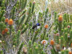 صورة Oreotrochilus chimborazo (Delattre & Bourcier 1846)