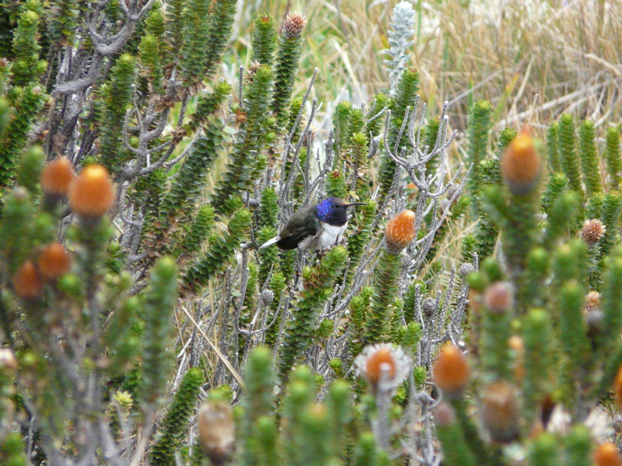 صورة Oreotrochilus chimborazo (Delattre & Bourcier 1846)