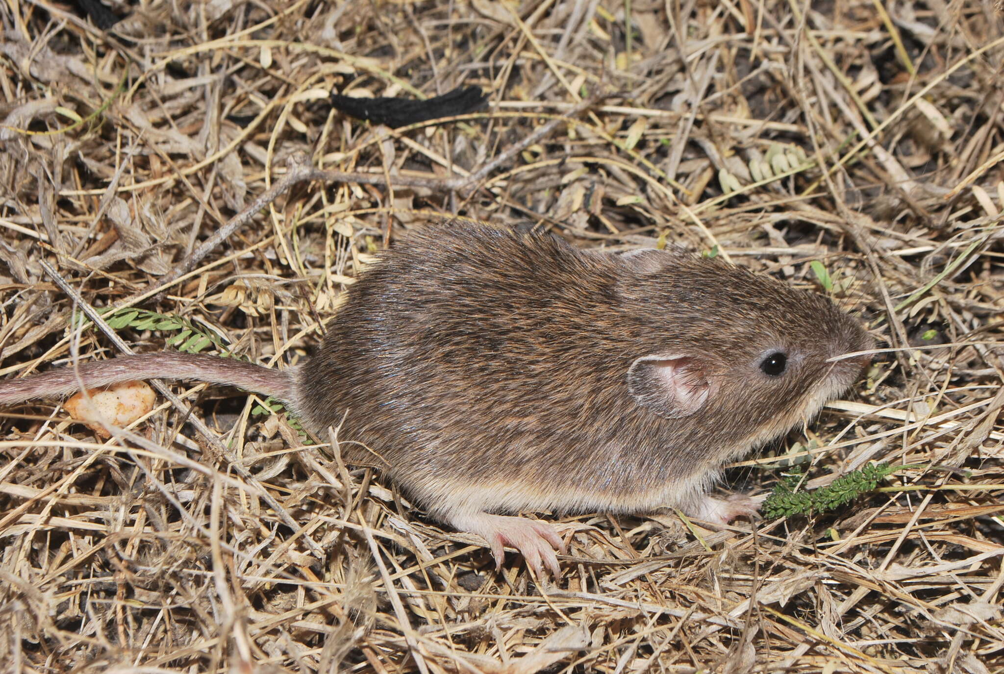 Image of Mexican spiny pocket mouse