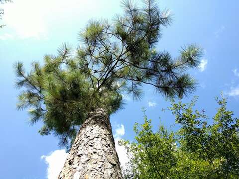 Image of Loblolly Pine