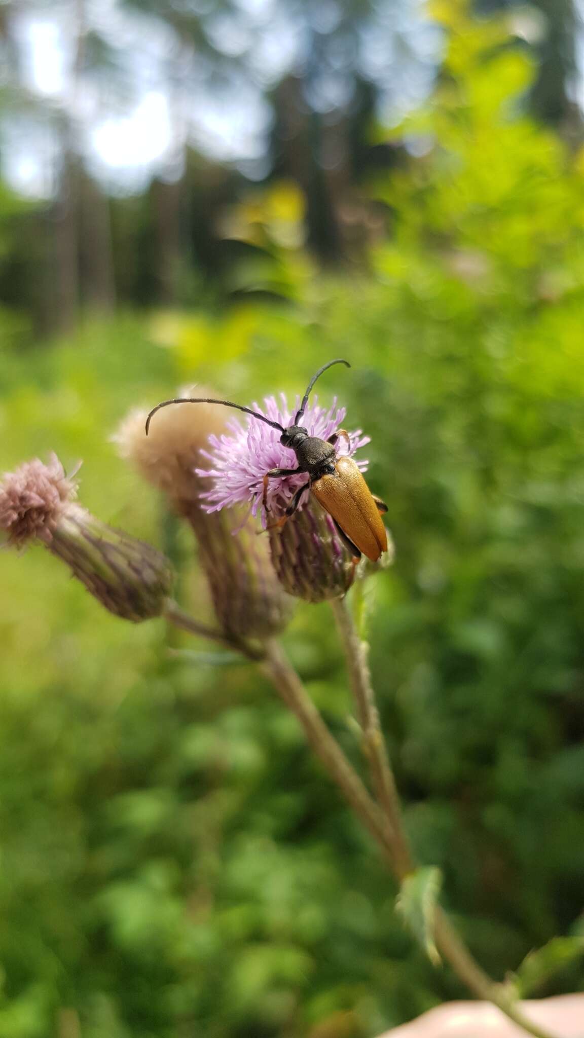 Image of Stictoleptura (Aredolpona) rubra (Linné 1758)