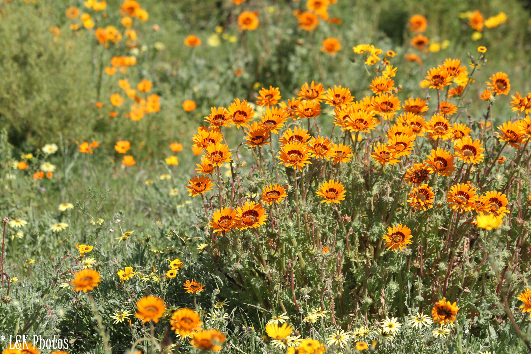 Image of Double Namaqua marigold