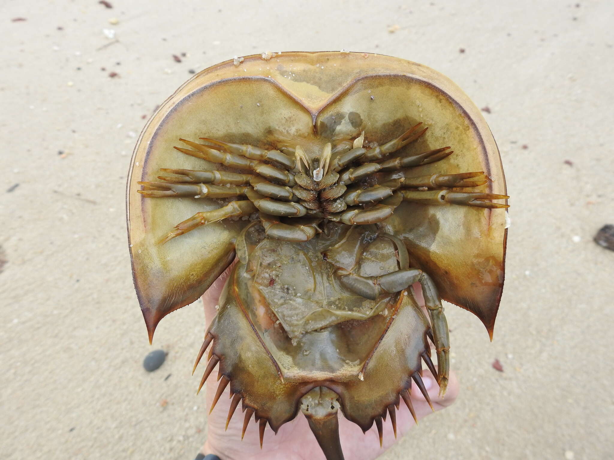 Image of Horseshoe Crab