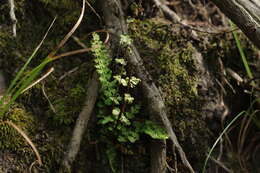 Image of Maidenhair Spleenwort