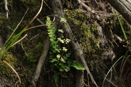 Plancia ëd Asplenium incisum Thunb.