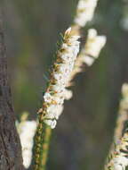 Image of Epacris obtusifolia Sm.