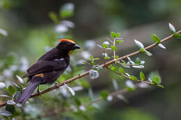 Image of Flame-crested Tanager