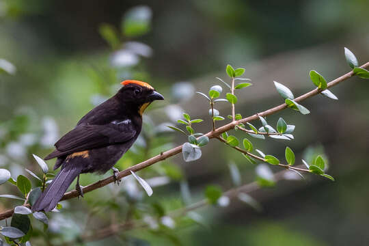 Image of Flame-crested Tanager