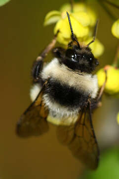 Image of Bombus patagiatus Nylander 1848