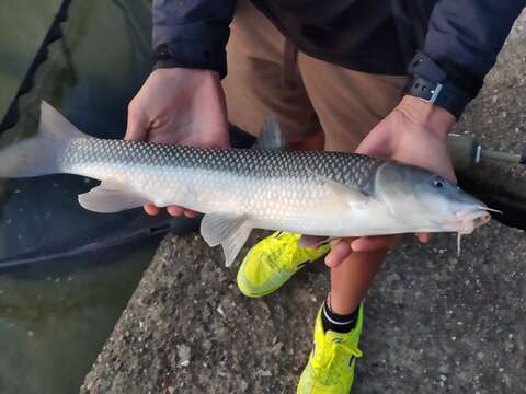 Image of Andalusian Barbel