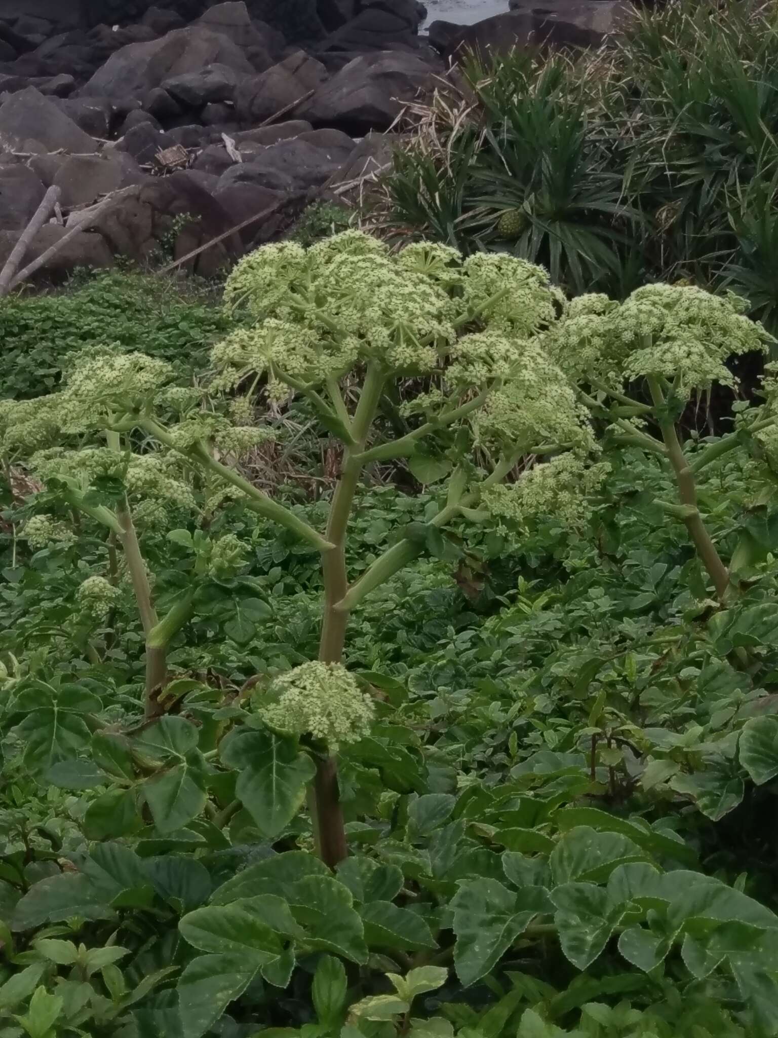 Image of Angelica hirsutiflora Liu, C. Y. Chao & Chuang