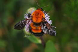 Слика од Bombus opulentus Smith 1861