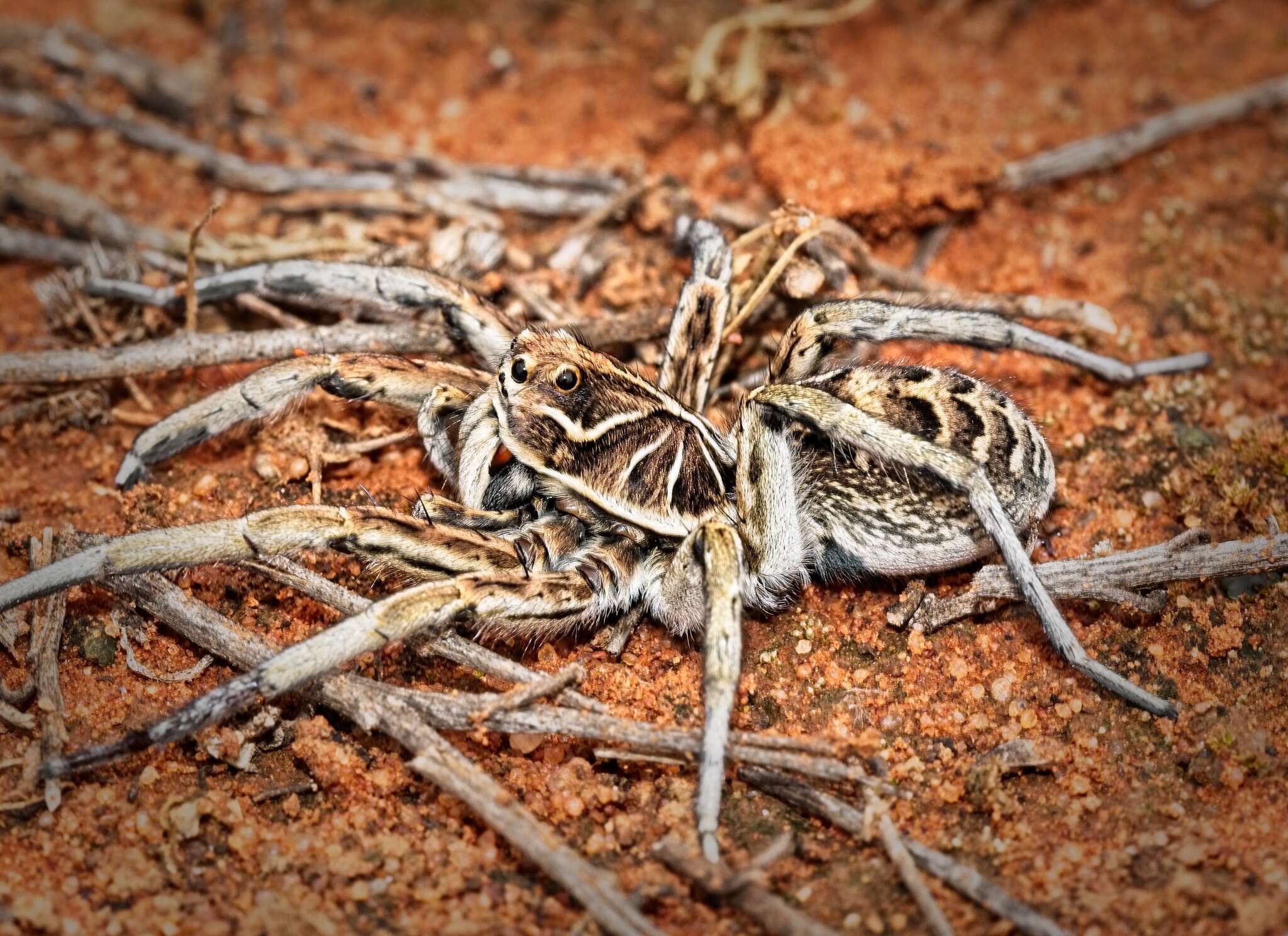 Imagem de Tasmanicosa ramosa (L. Koch 1877)