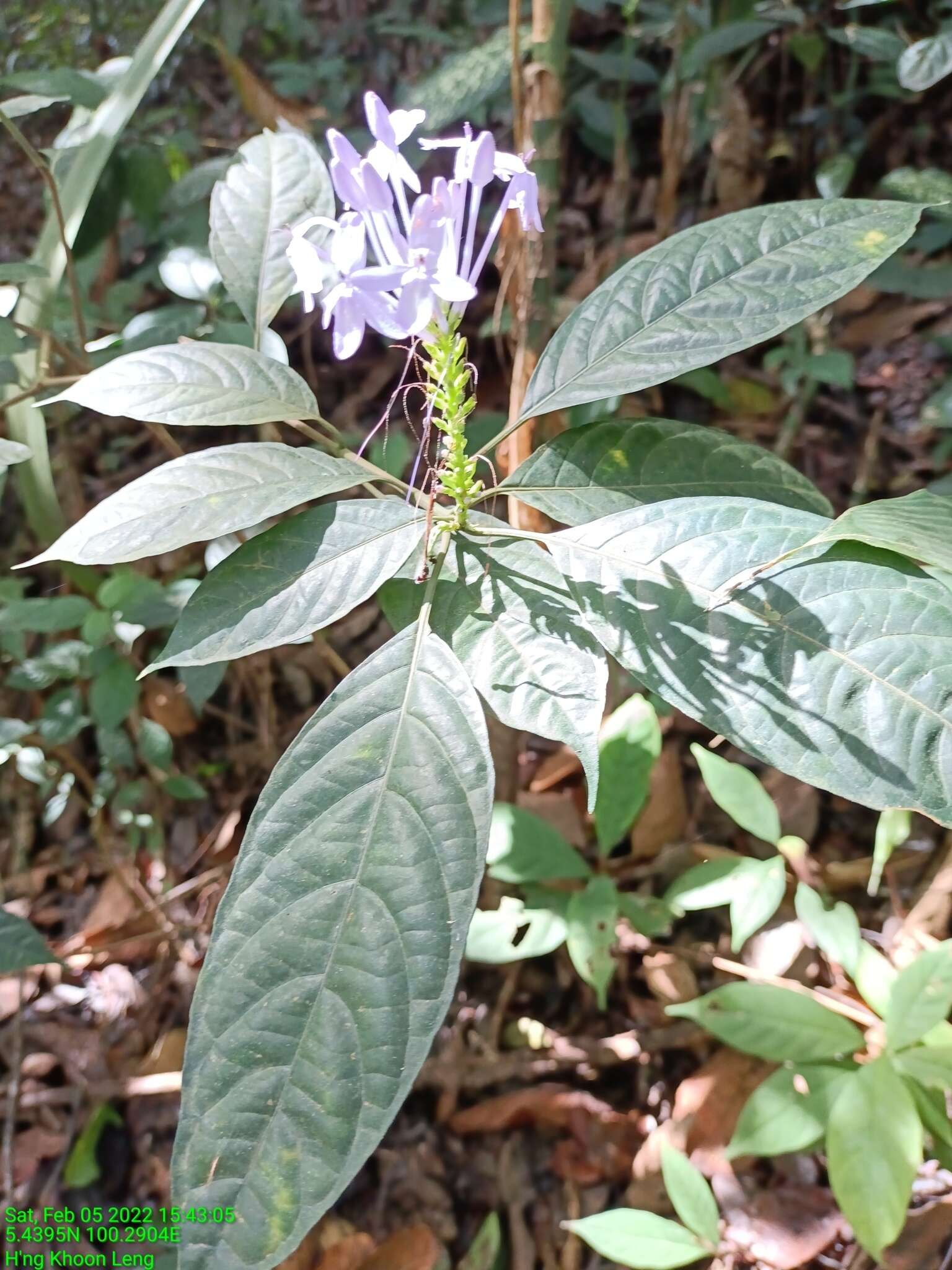 Pseuderanthemum graciliflorum (Nees) Ridl.的圖片