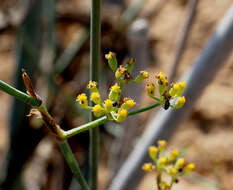 Image of Deverra triradiata Hochst. ex Boiss.