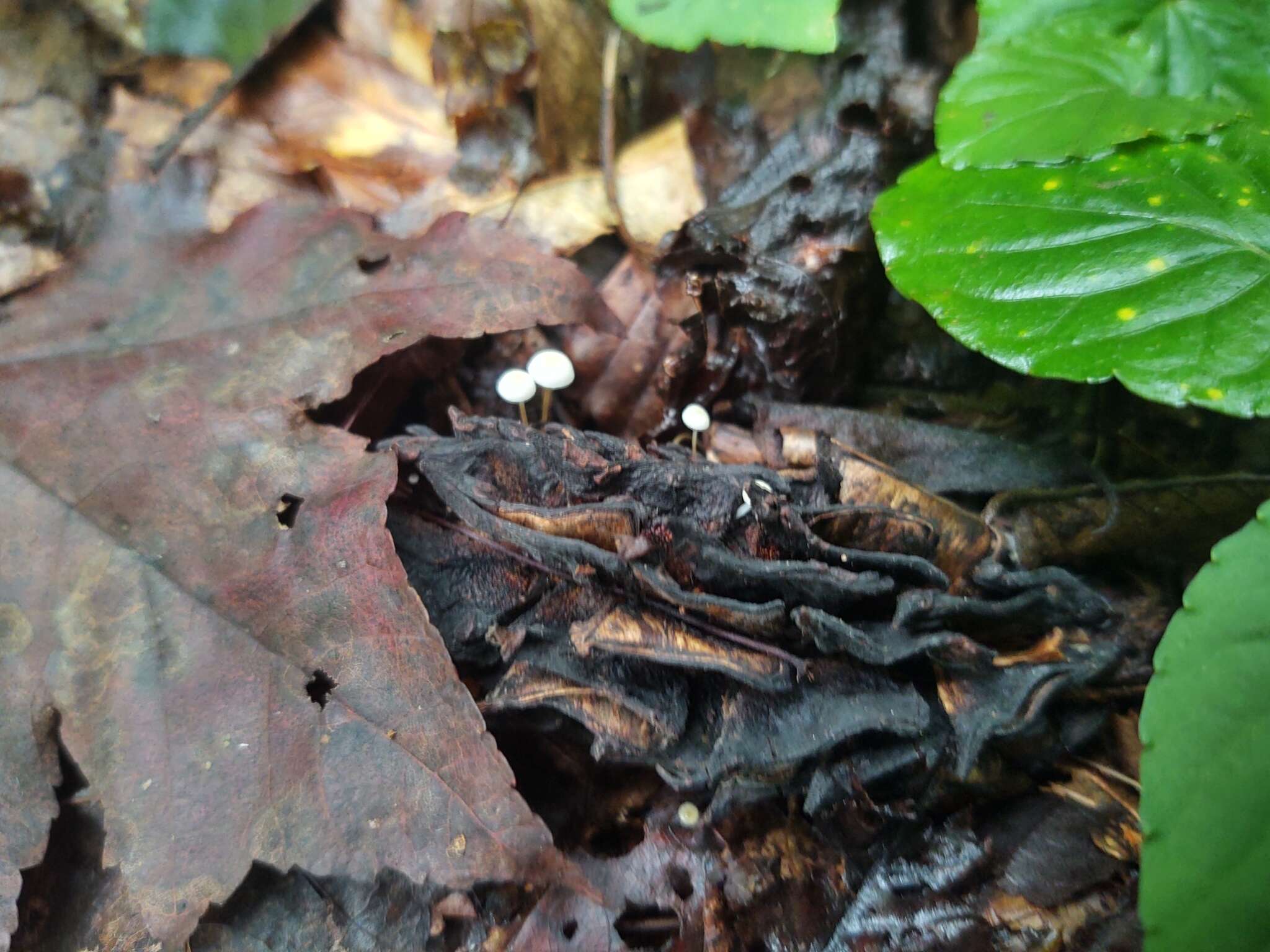 Plancia ëd Strobilurus conigenoides (Ellis) Singer 1962