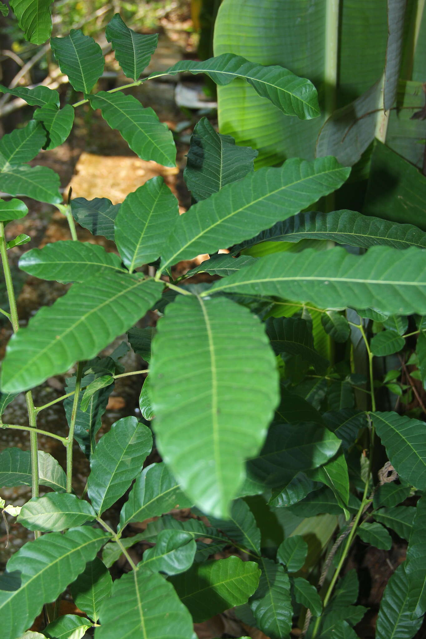 Image of lac tree