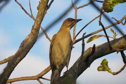 Image of Pale-breasted Thrush