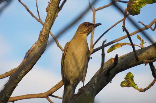 Imagem de Turdus leucomelas Vieillot 1818