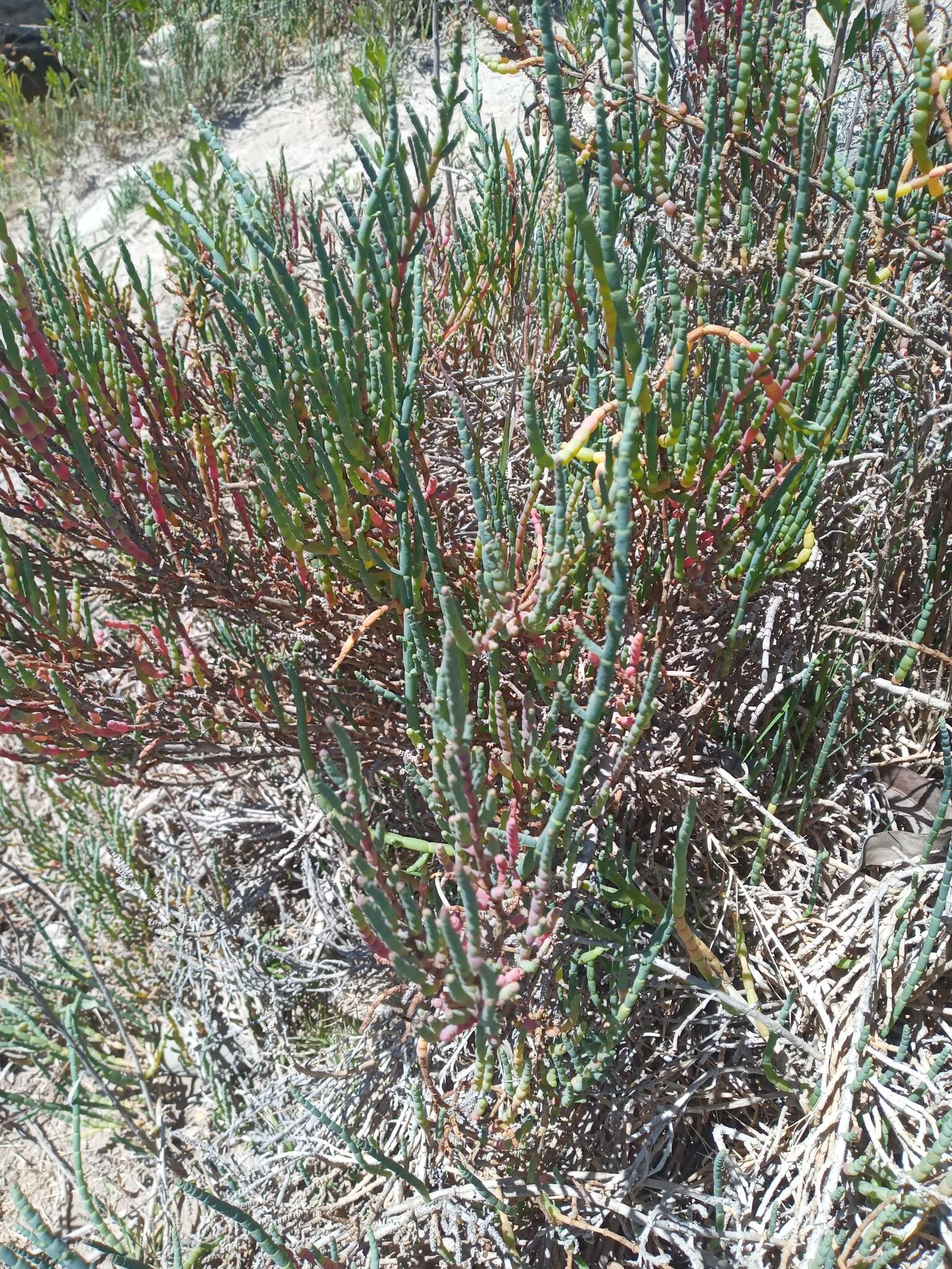 Image of Salicornia neei Lagasca