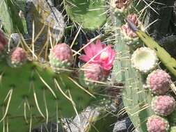 Image of Opuntia depressa Rose