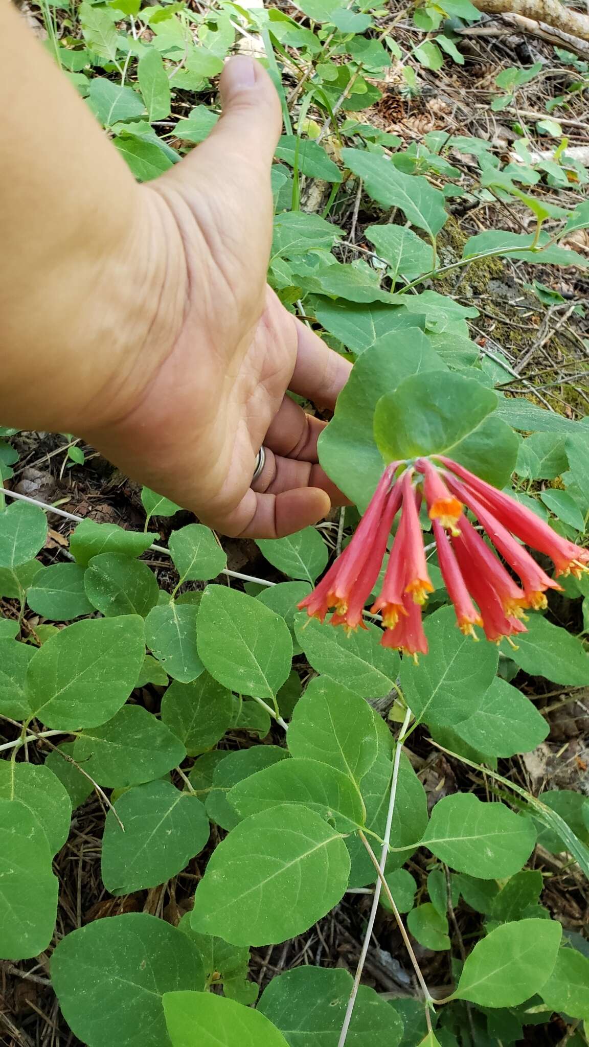 Image of Arizona honeysuckle