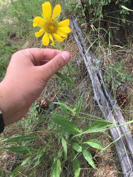 Image of Arizona sunflower