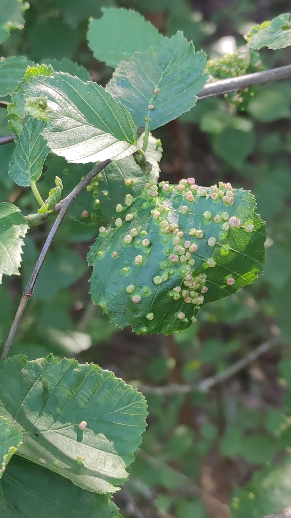 Image de <i>Eriophyes alniincanae</i>