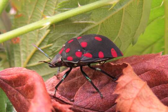 صورة Pachycoris torridus (Scopoli 1772)