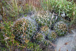 Image of Echinopsis obrepanda (Salm-Dyck) K. Schum.