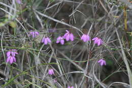 Image of Tetratheca affinis Endl.