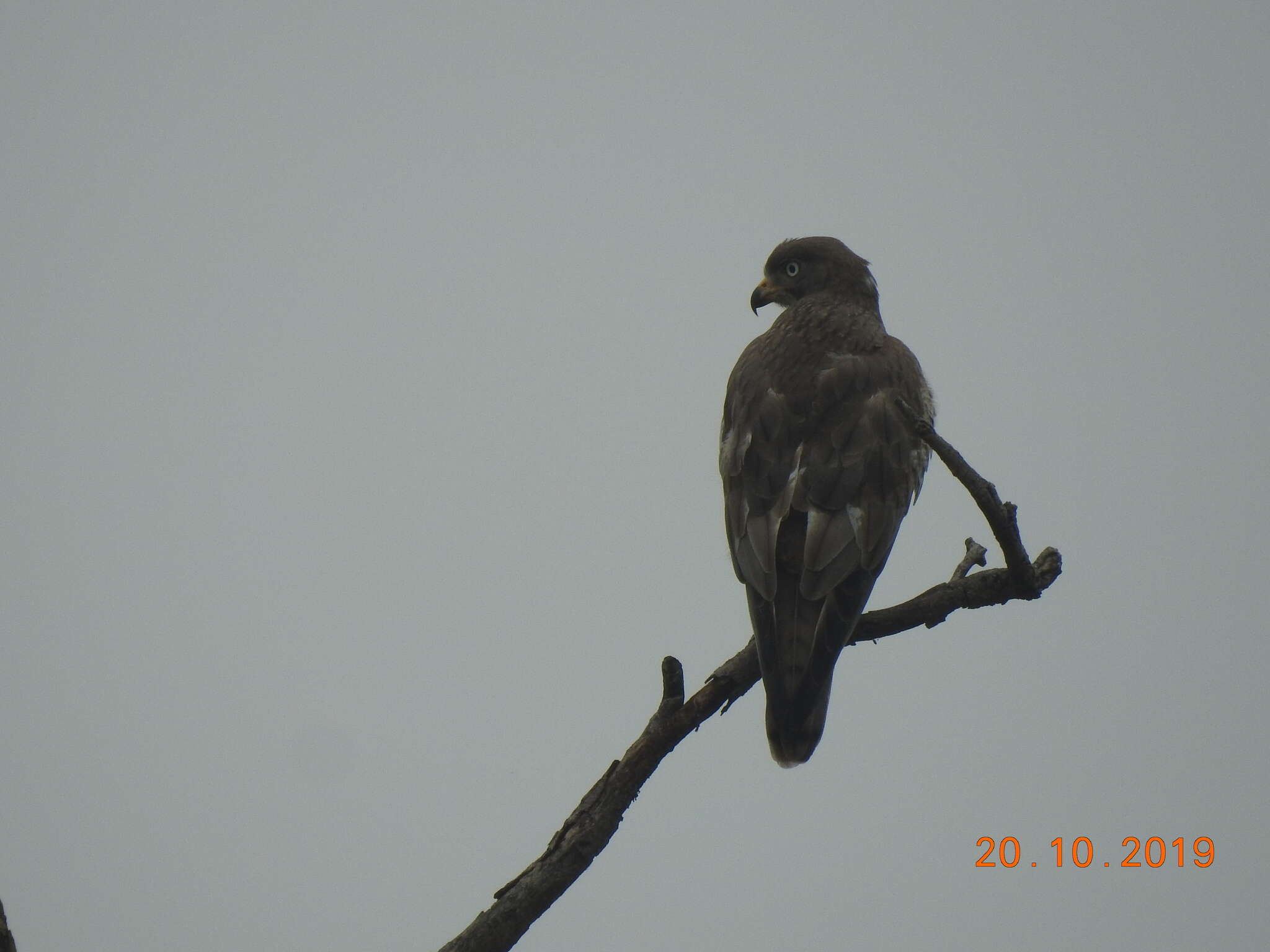 Image of White-eyed Buzzard