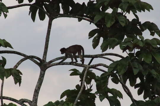 Image of Maranon white fronted capuchin