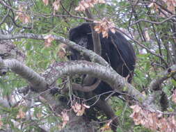 Image of Black Howler Monkey