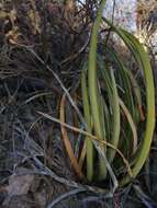 Image of Agave felgeri Gentry