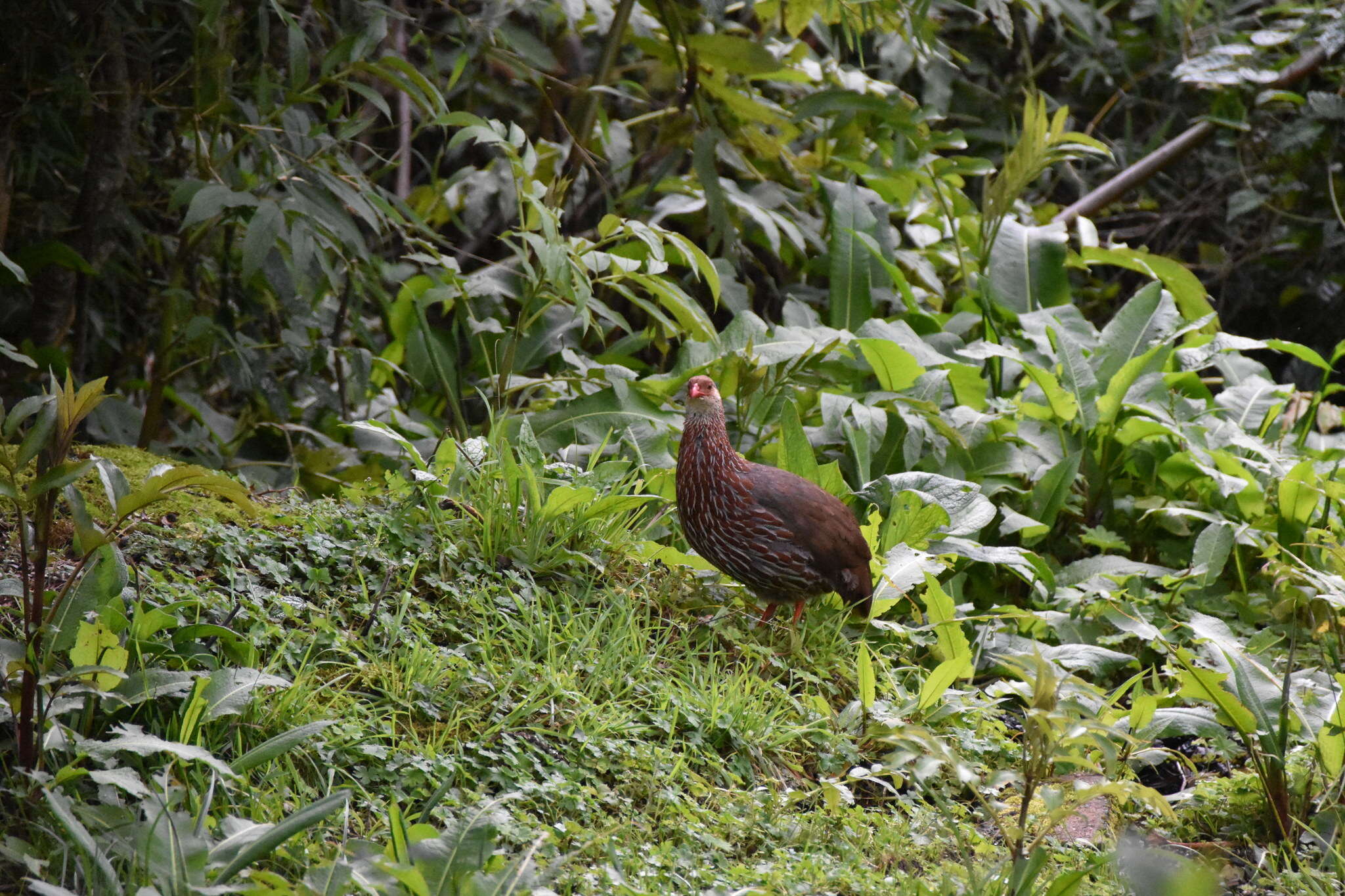 Image of Jackson's Francolin