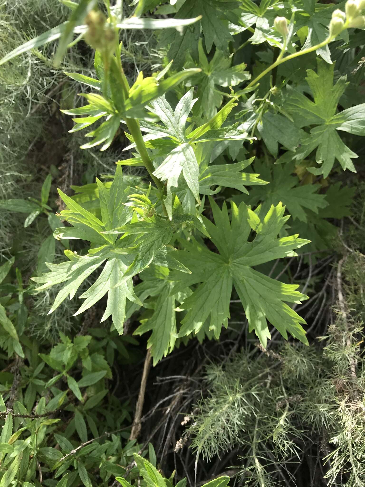 Image of California larkspur