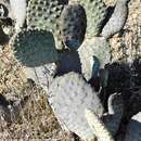 صورة Opuntia basilaris var. basilaris