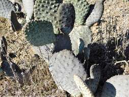 صورة Opuntia basilaris var. basilaris