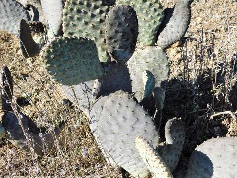 Image of beavertail pricklypear