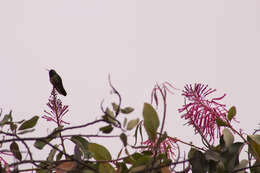 Image of Amethyst-throated Sunangel