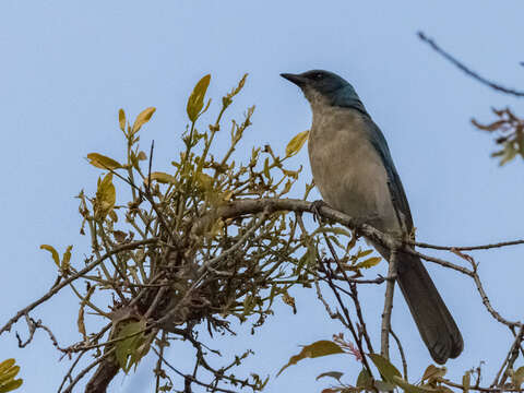 Image of Transvolcanic Jay