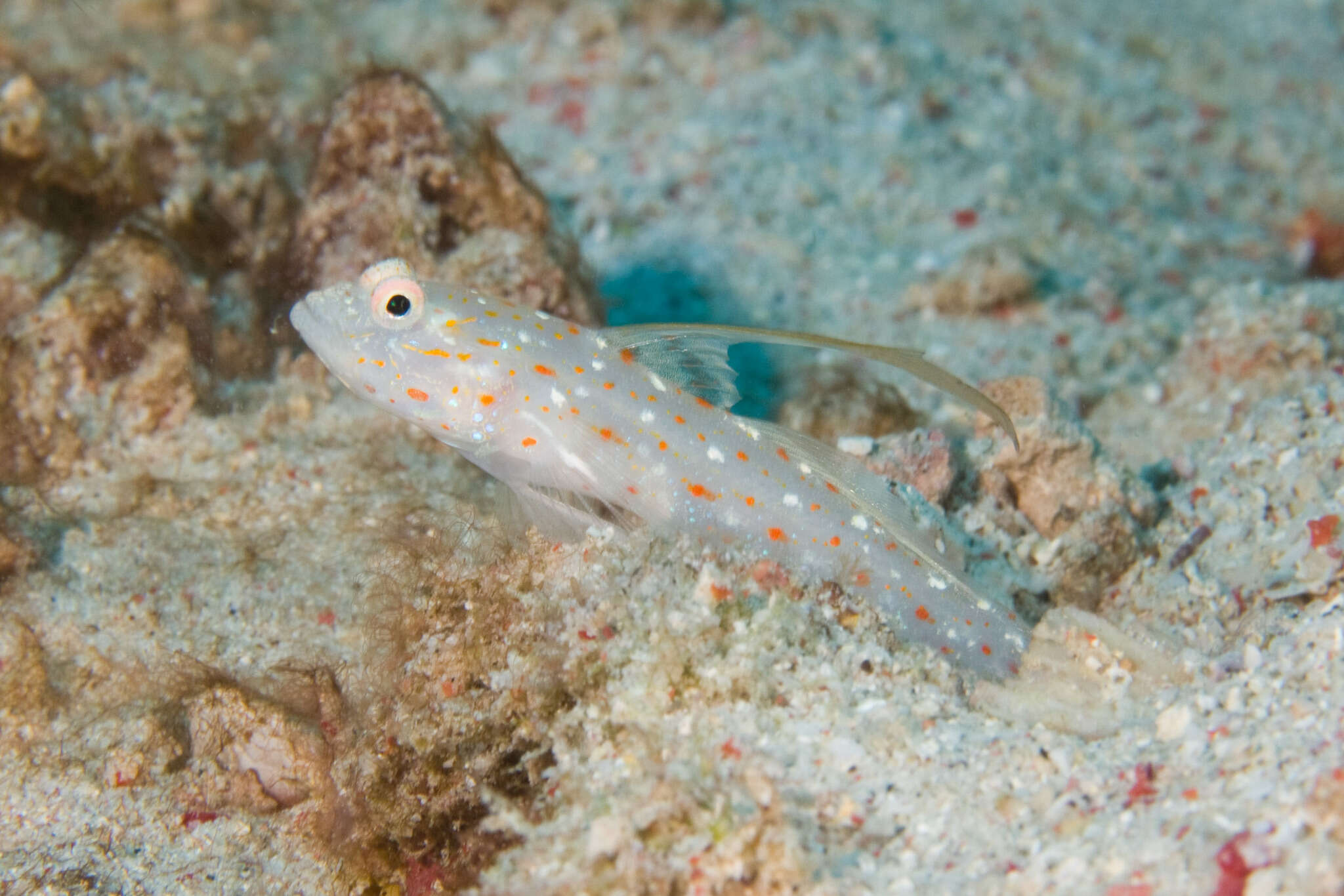 Image of Tangaroan shrimp-goby