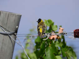 Image of Hooded Siskin