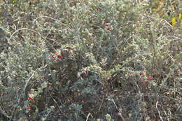 <i>Acmispon distichus</i>的圖片