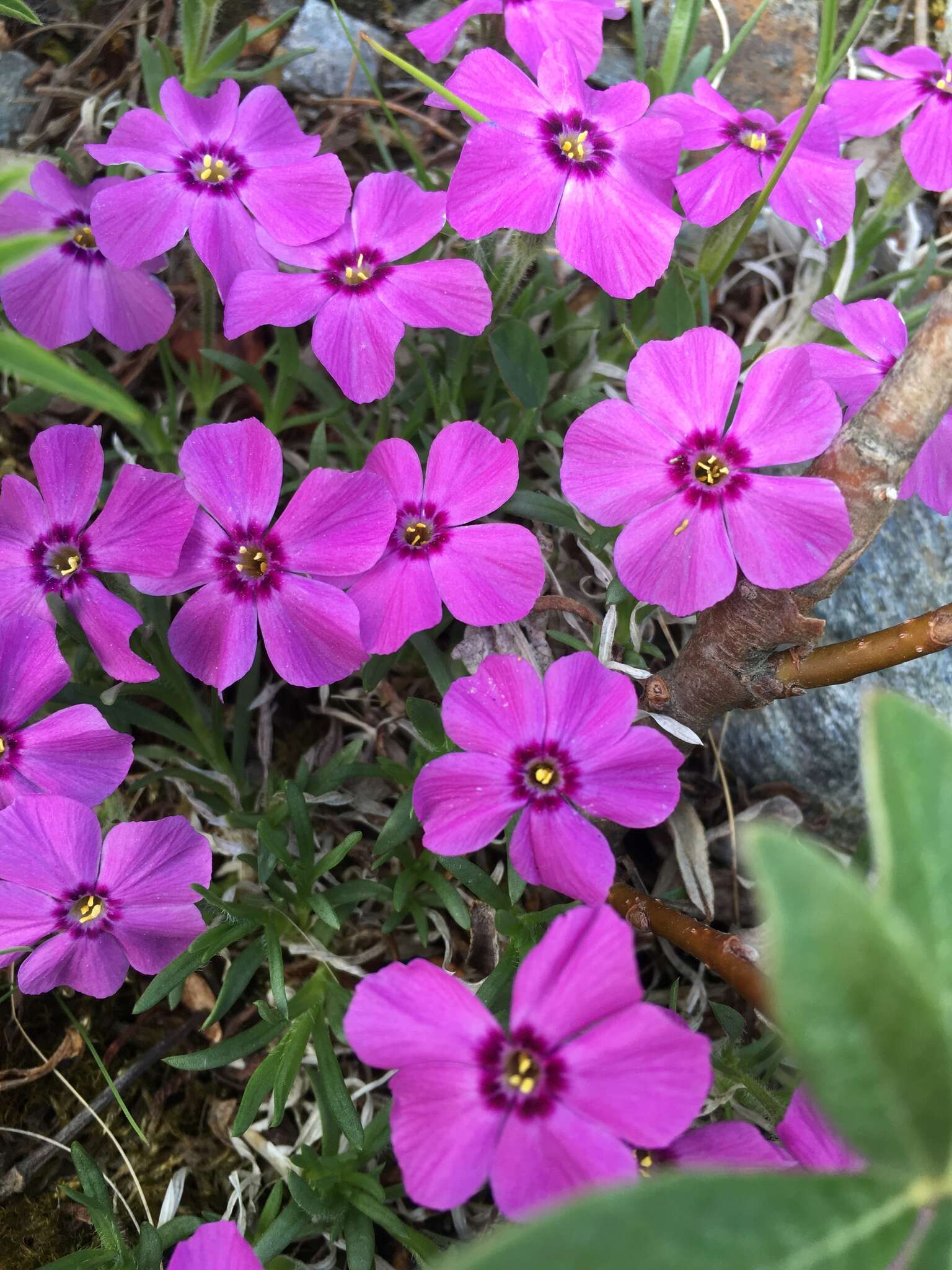 Imagem de Phlox richardsonii Hook.