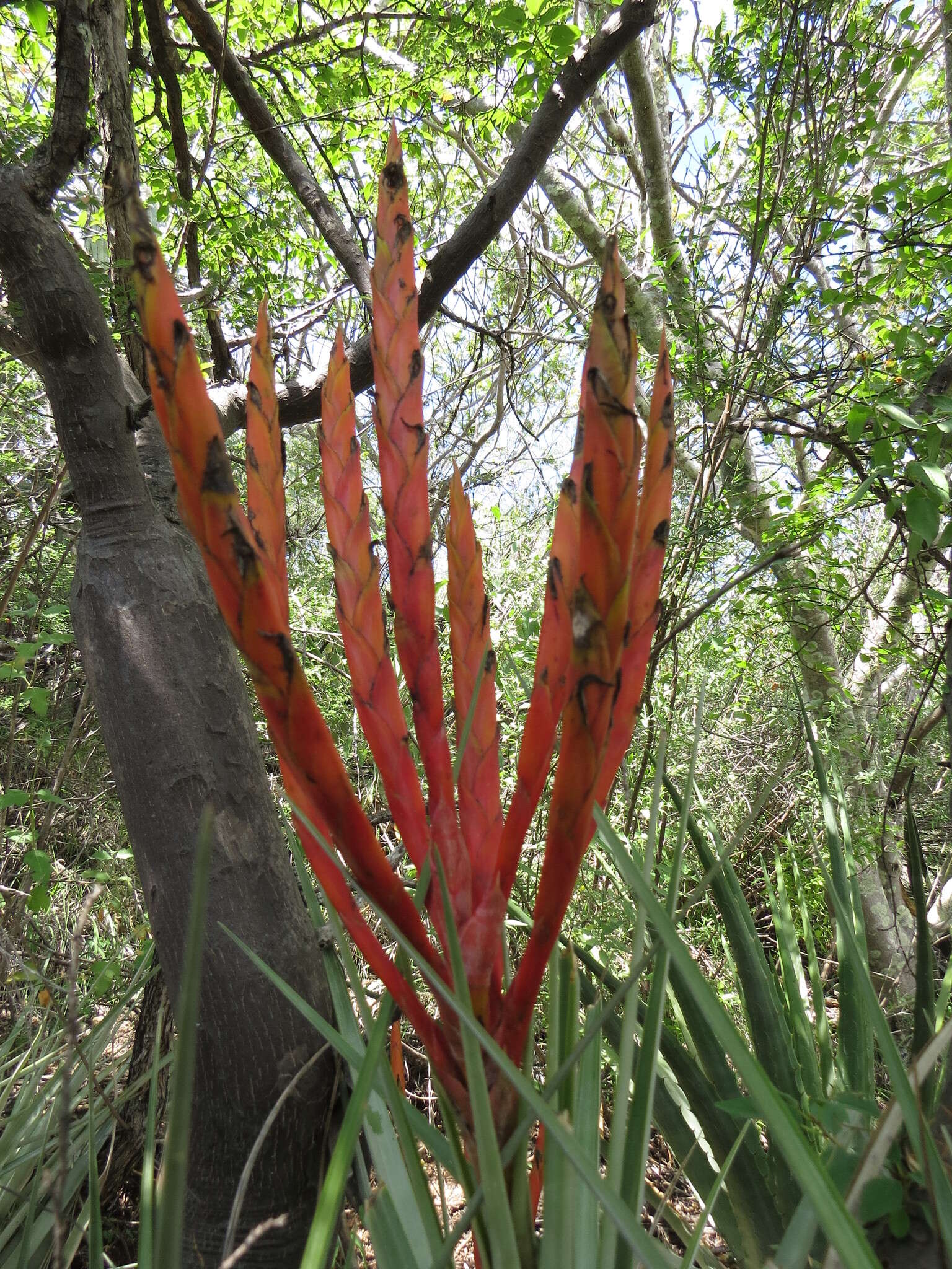 Image of Cardinal Air Plant