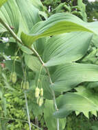 Image de Polygonatum biflorum (Walter) Elliott