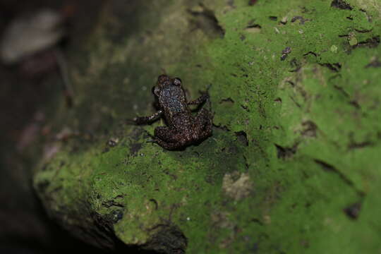 Image of Rio Grande Chirping Frog