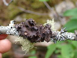 Image of <i>Tuckermanopsis platyphylla</i>